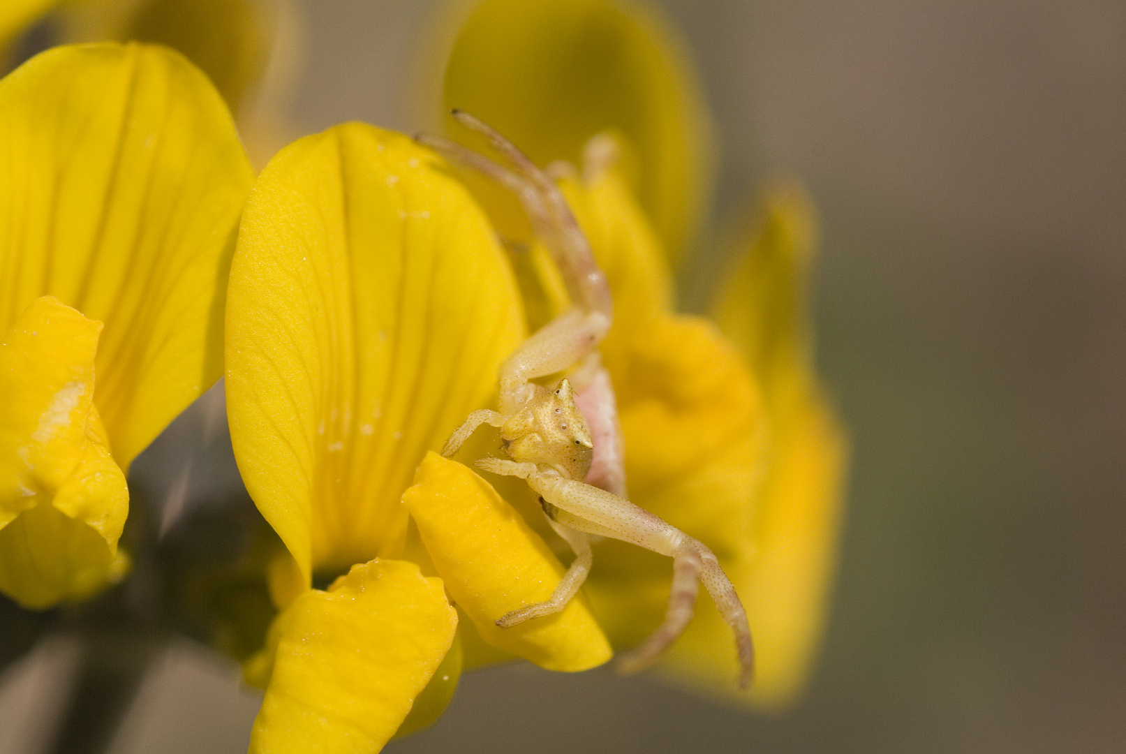 Krabbenspinne (Thomisus onustus)