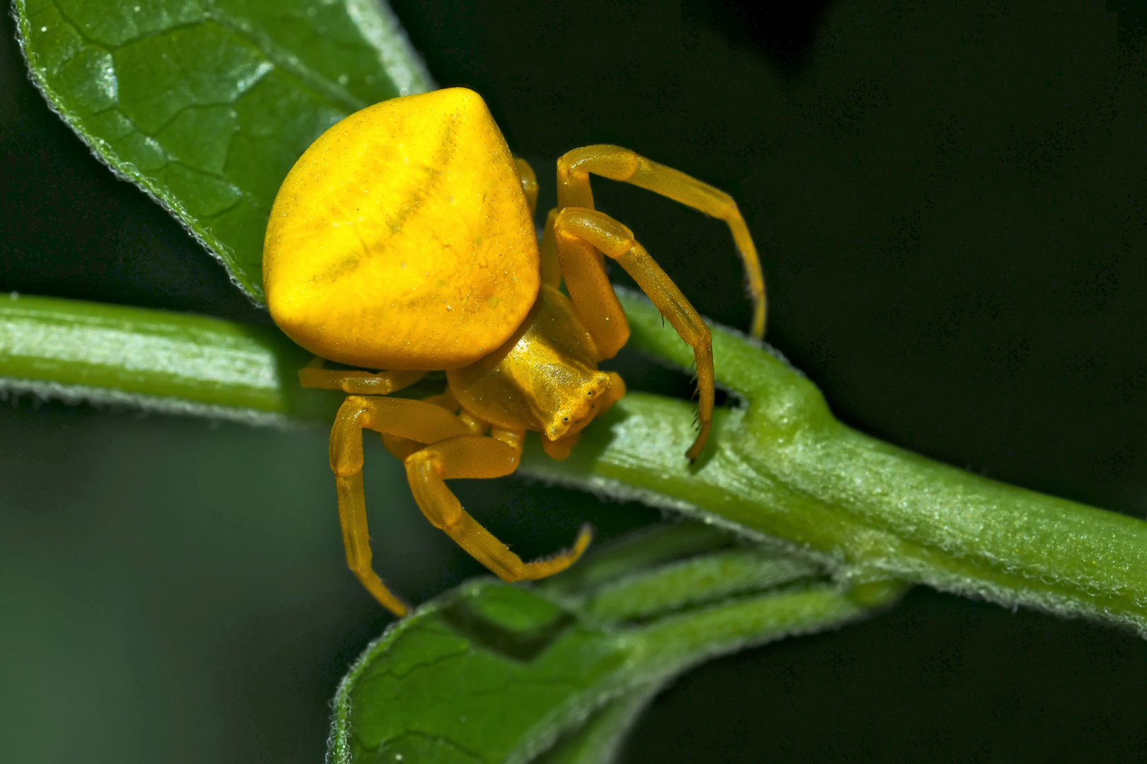 Krabbenspinne (Thomisus onustus) ... 2. Foto - Une Thomise replet.