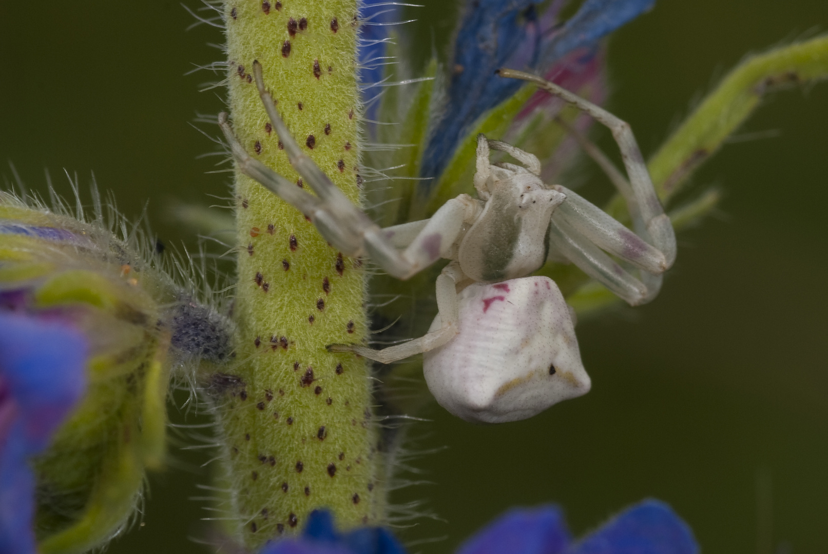 Krabbenspinne (Thomisus onustus)