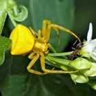 Krabbenspinne (Thomisus onustus) mit Ameise... 1. Foto - Dans les griffes du "diable"! 