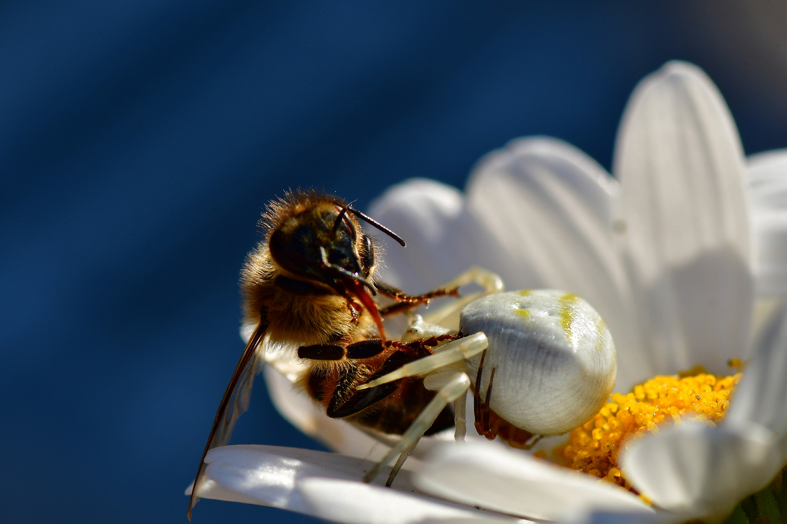 Krabbenspinne ,Thomisus onustus, mit Biene zum Abendbrot, während sie begattet wird..