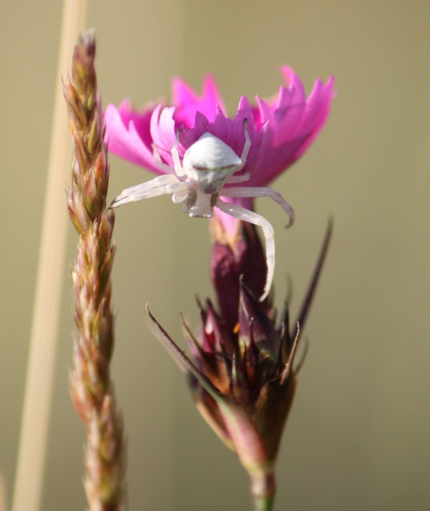 Krabbenspinne( Thomisus onustus.)       Nord-Ost Frankreich