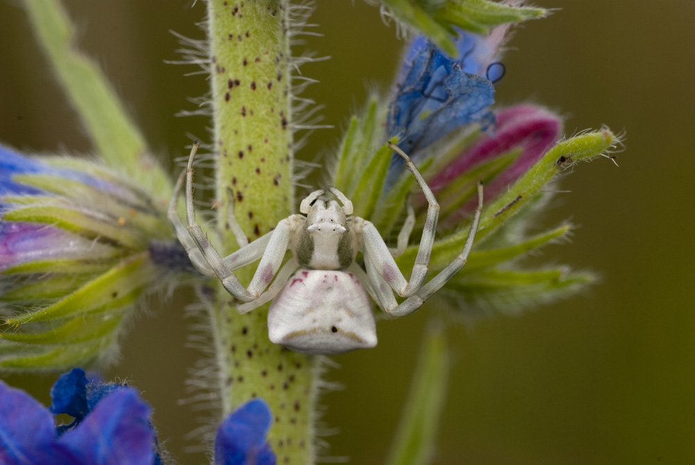 Krabbenspinne (Thomisus onusutus)