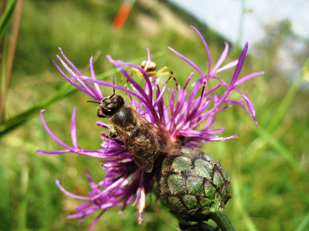 Krabbenspinne und Biene