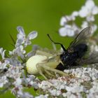 Krabbenspinne und Fliege