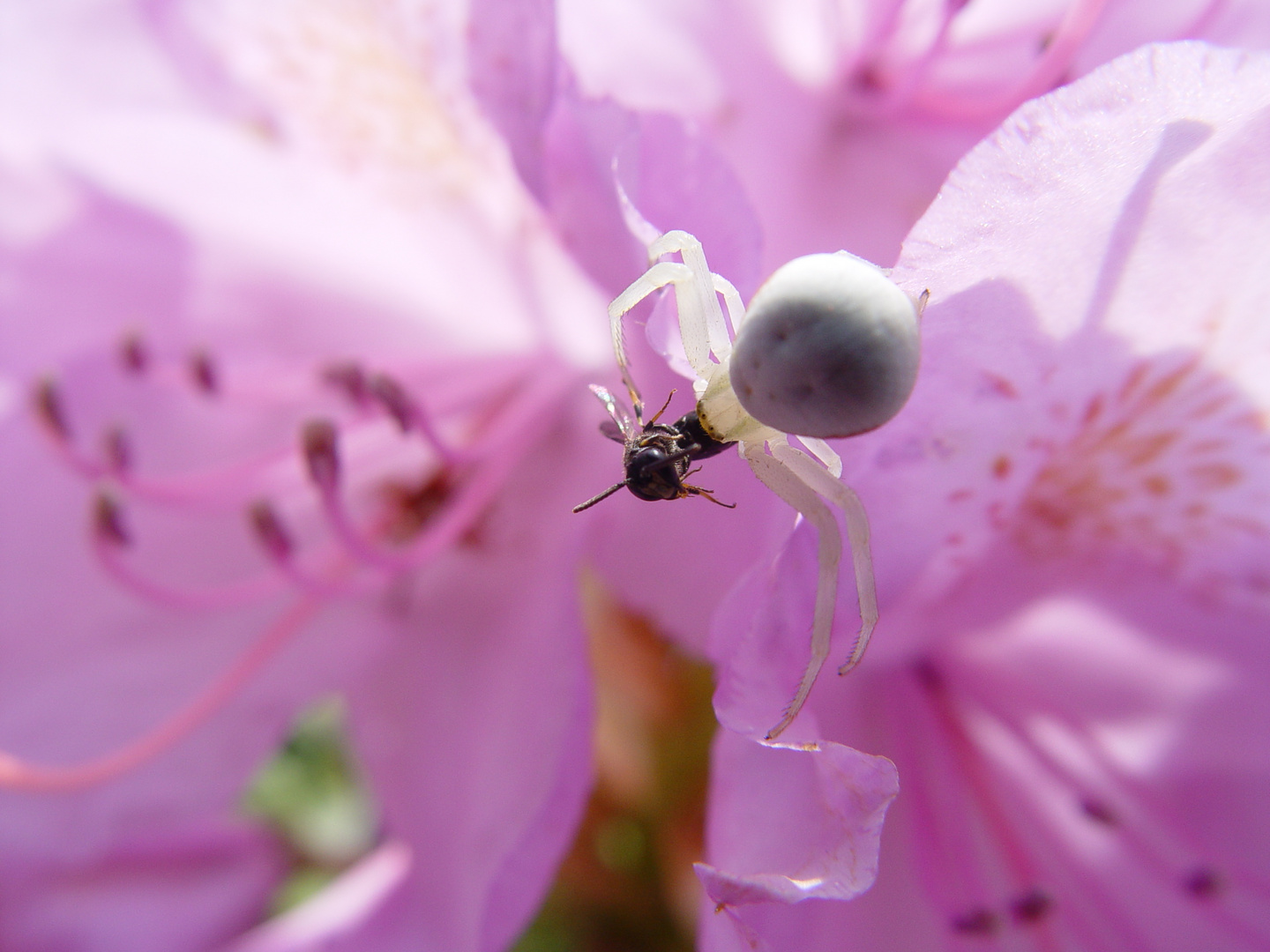 Krabbenspinne und ihre Beute