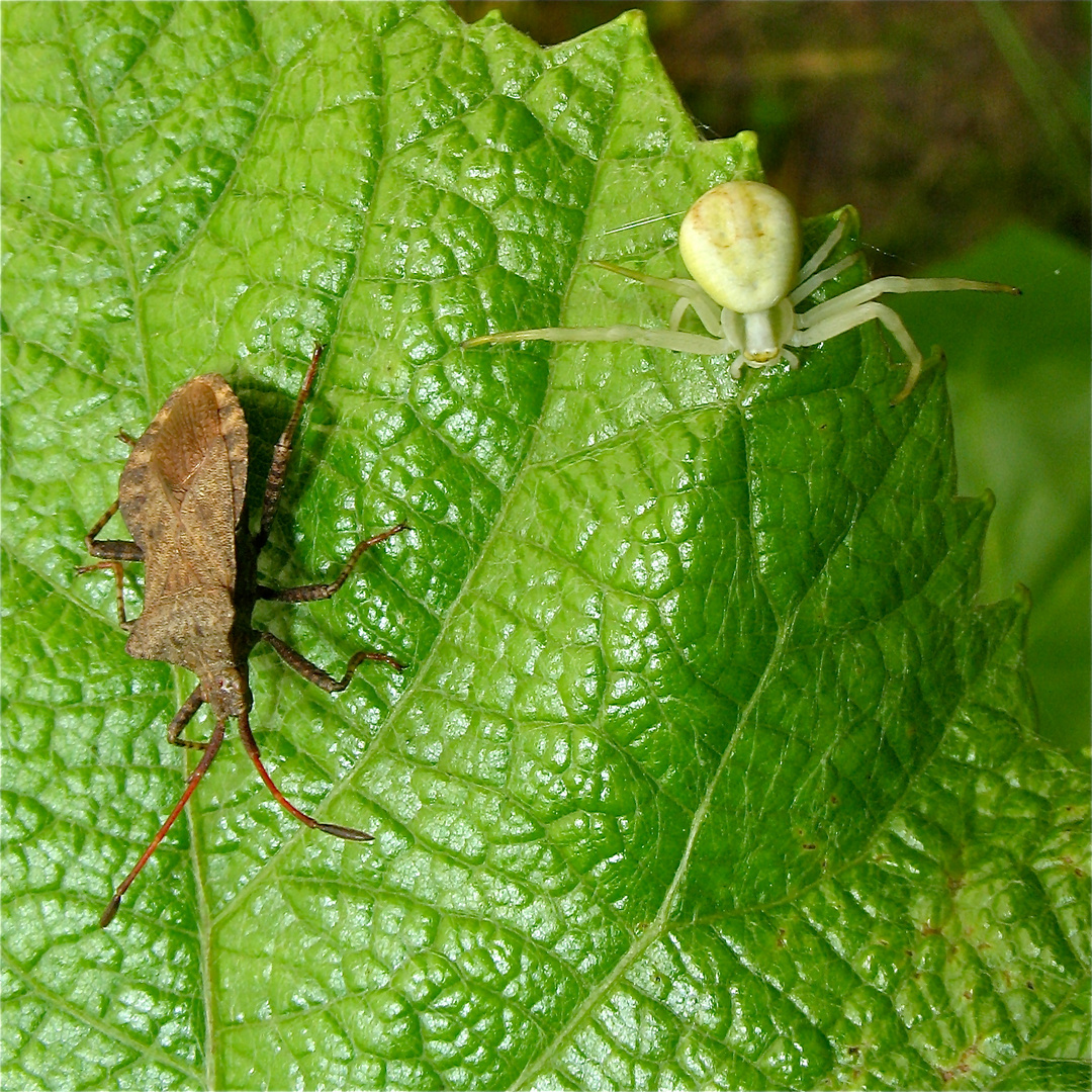 Krabbenspinne und Saumwanze nach der Vernehmung beim zuständigen Bunteinsektenkartellamt