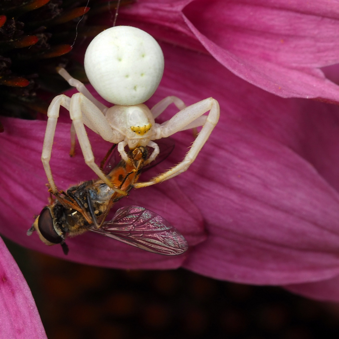 Krabbenspinne und Schwebfliege