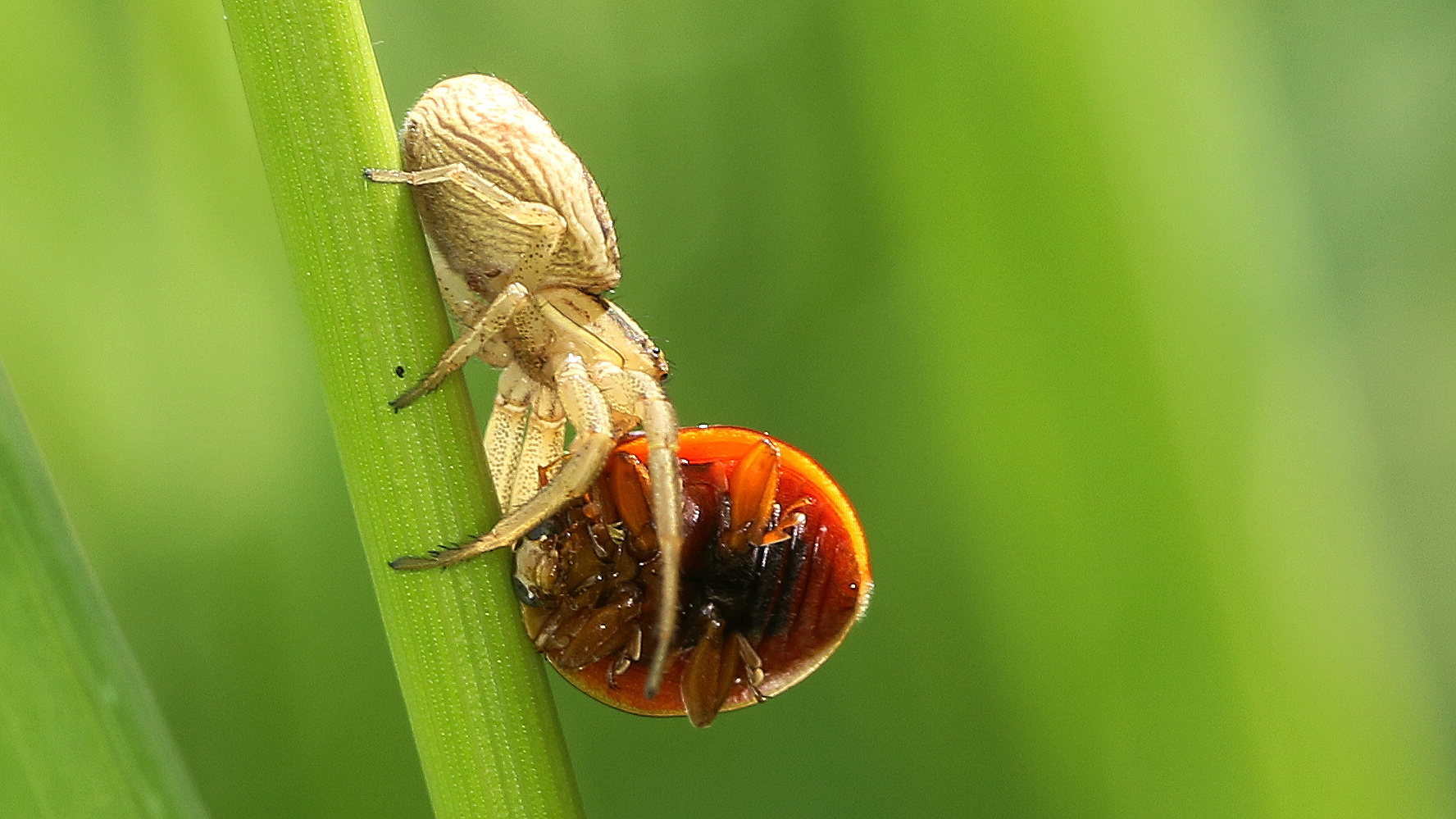 Krabbenspinne vernascht Marienkäfer