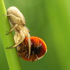 Krabbenspinne vernascht Marienkäfer