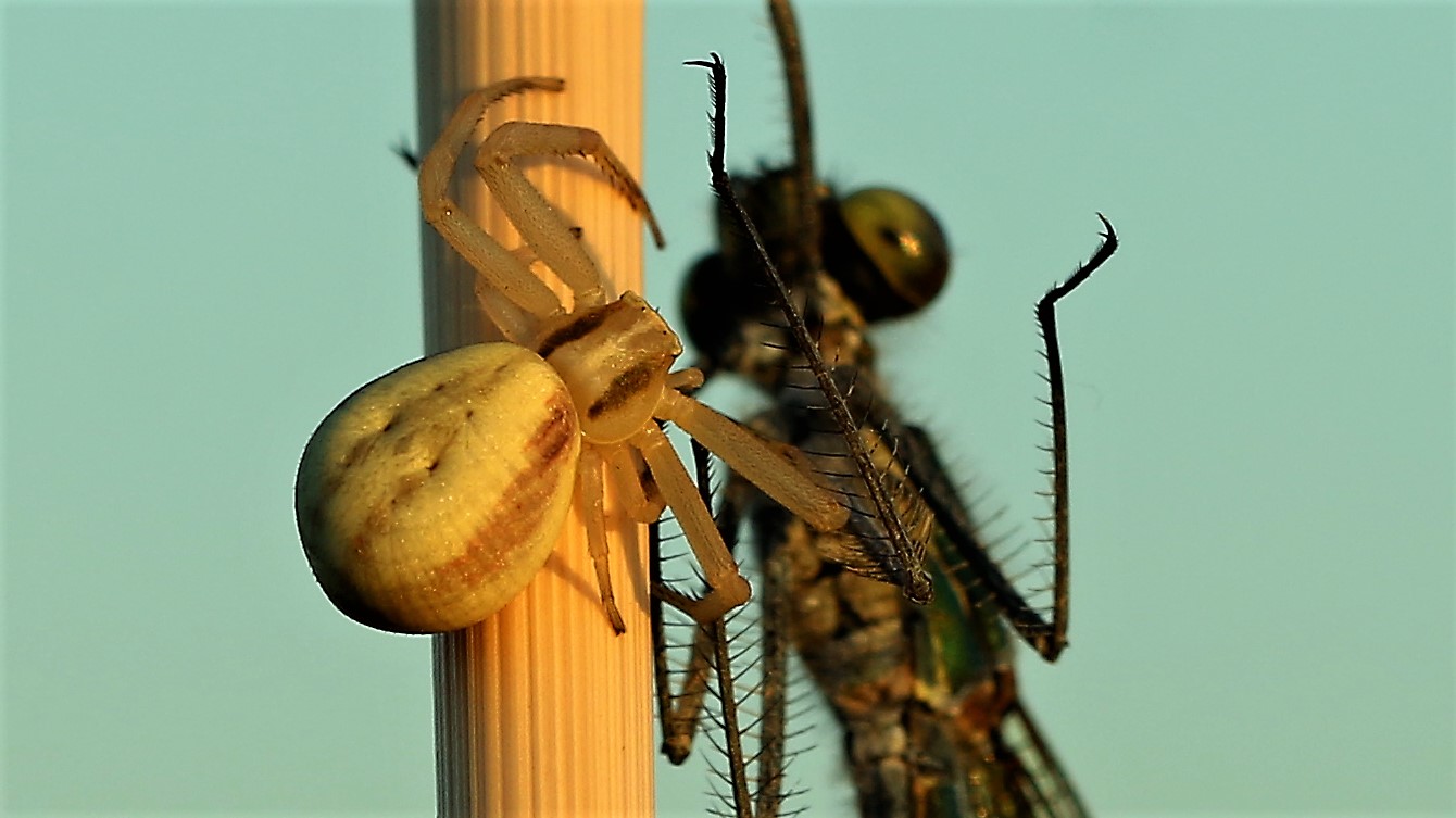 Krabbenspinne verspeist eine Libelle