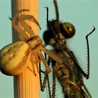 Krabbenspinne verspeist eine Libelle