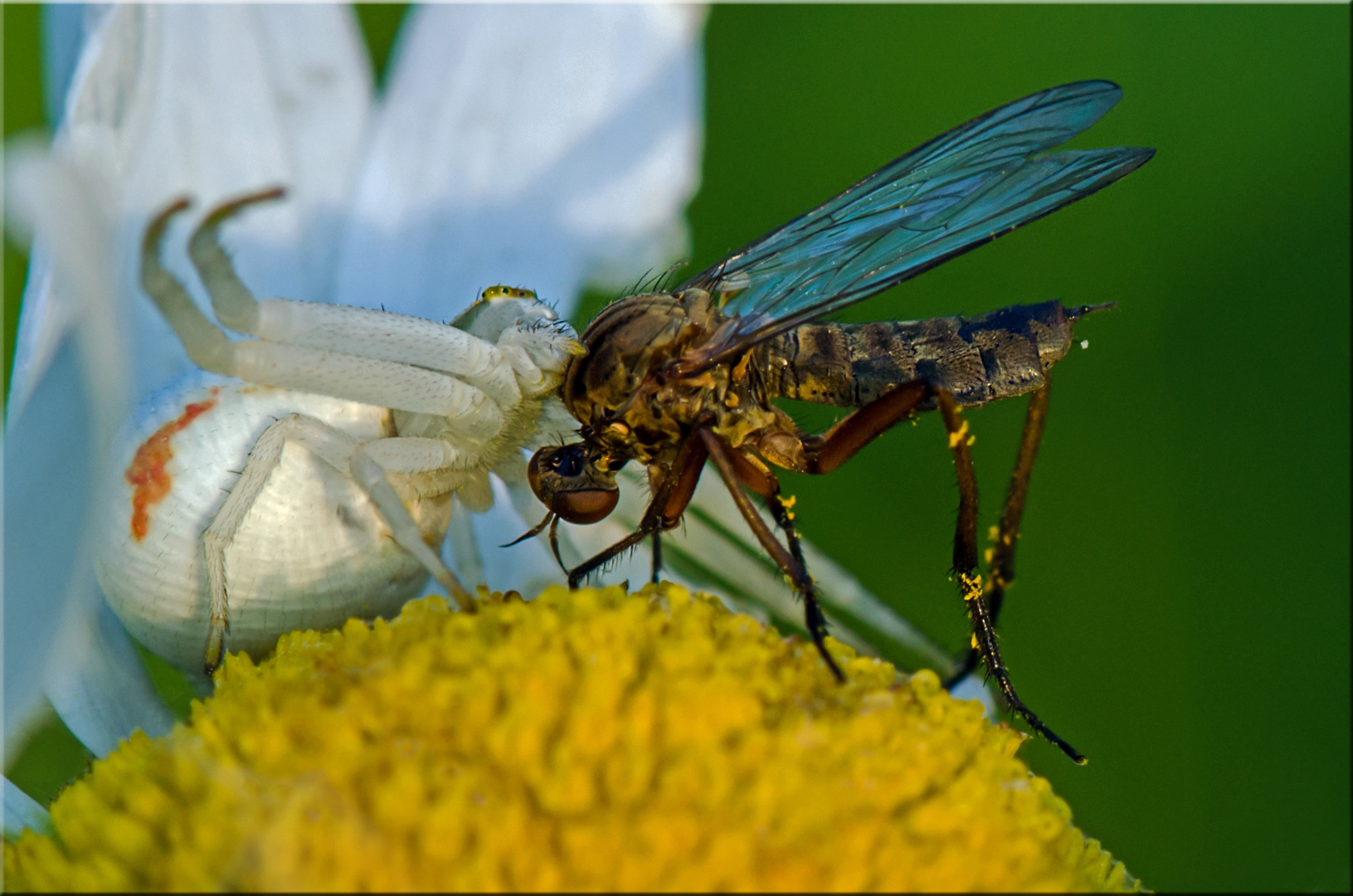 Krabbenspinne verspeist Fliege