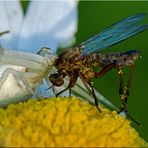 Krabbenspinne verspeist Fliege