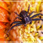 Krabbenspinne - Xysticus audax