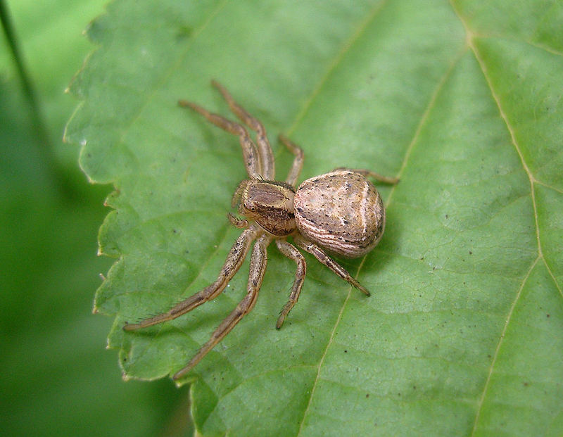 Krabbenspinne Xysticus cristatus