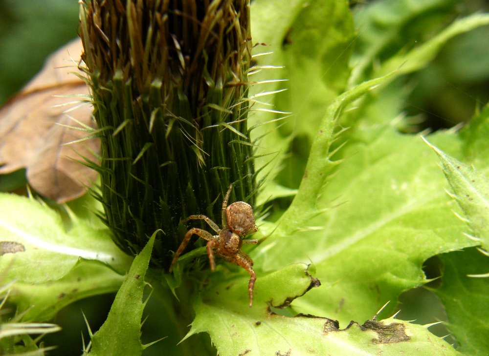 Krabbenspinne - Xysticus lanio