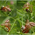 Krabbenspinne (Xysticus ulmi) mit Beute