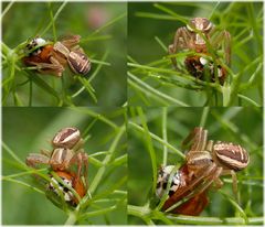 Krabbenspinne (Xysticus ulmi) mit Beute