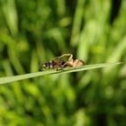 Krabbenspinne (Xysticus ulmi) mit Beute (Rhyparochromus vulgaris)