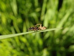 Krabbenspinne (Xysticus ulmi) mit Beute (Rhyparochromus vulgaris)