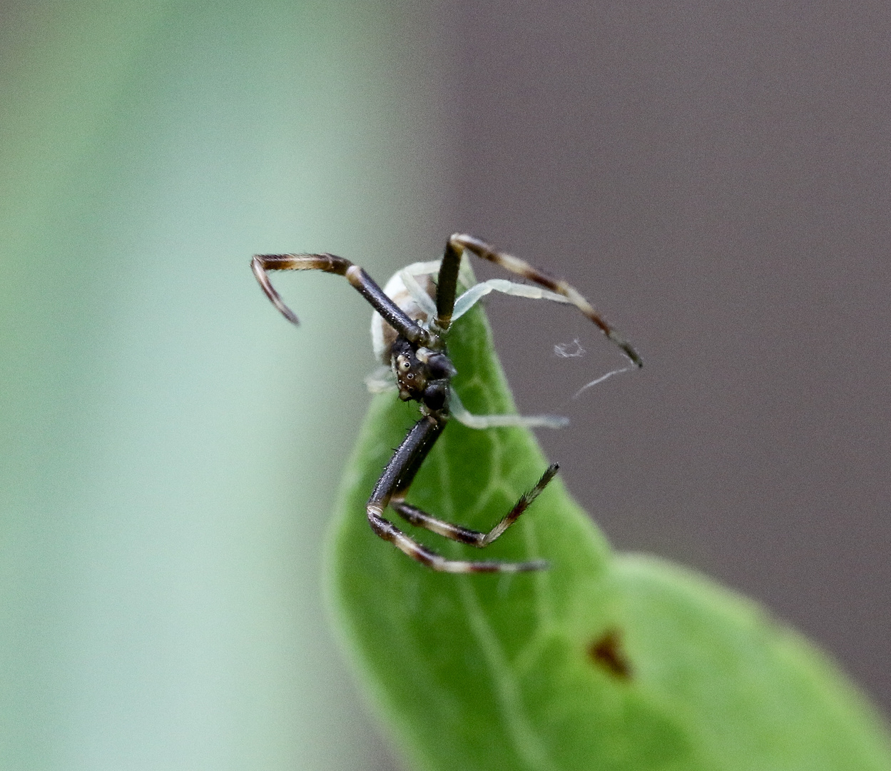 Krabbenspinne_Misumena vatia