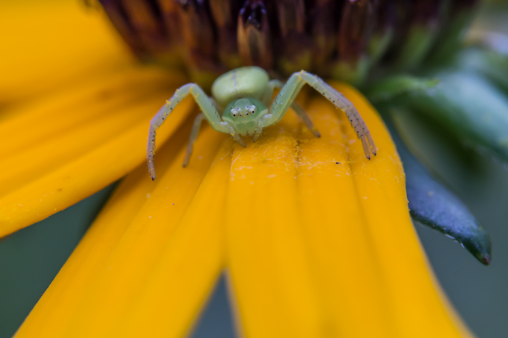 Krabbenspinnen 