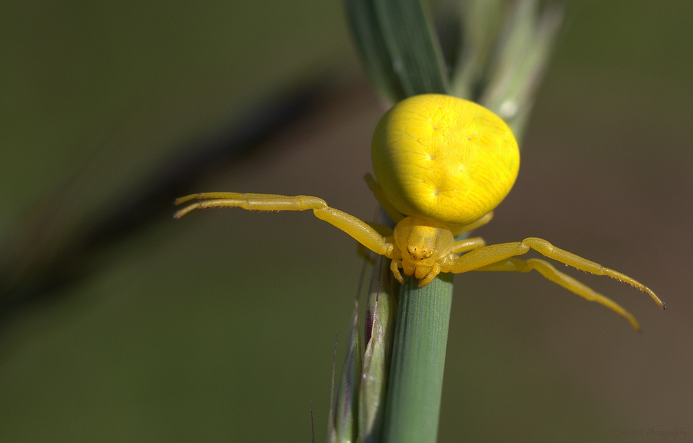 Krabbenspinnen (Thomisidae)