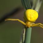 Krabbenspinnen (Thomisidae)