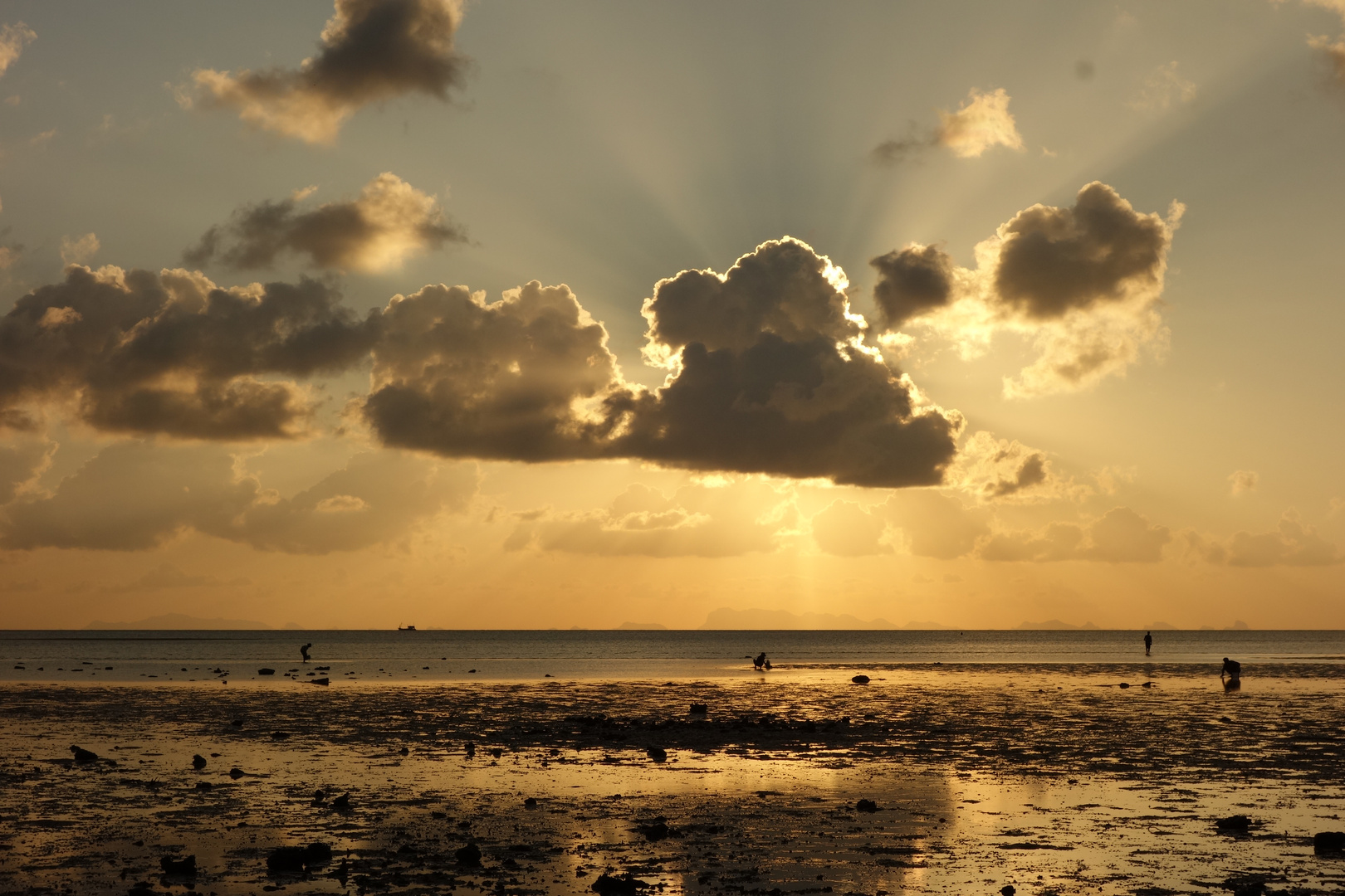 Krabbensucher vor Sri Thanu, Koh Phangan