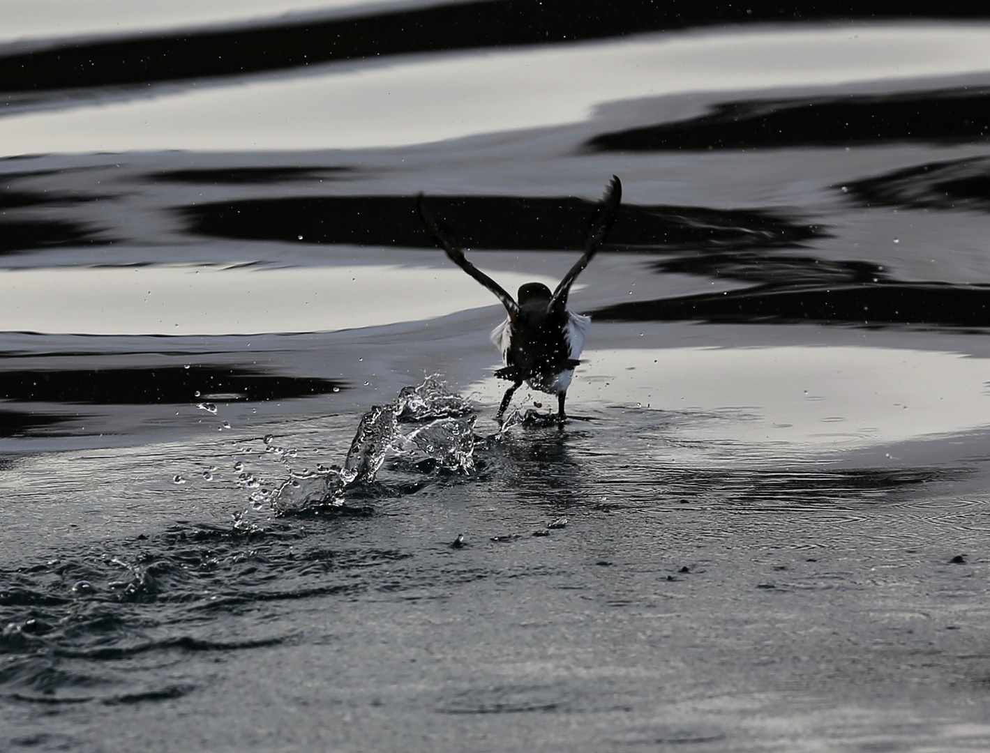 Krabbentaucher beim Wasserstart