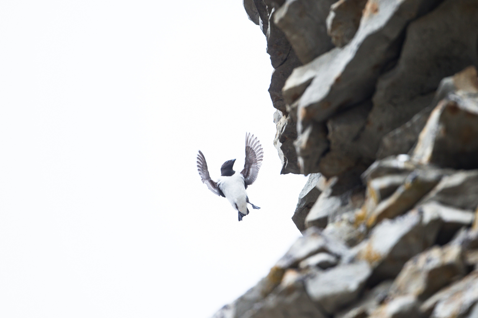 krabbentaucher spitzbergen