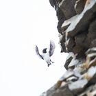krabbentaucher spitzbergen