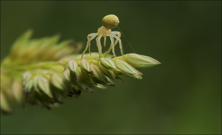 Krabbi beim verankern eines Halteseils vorm Abflug