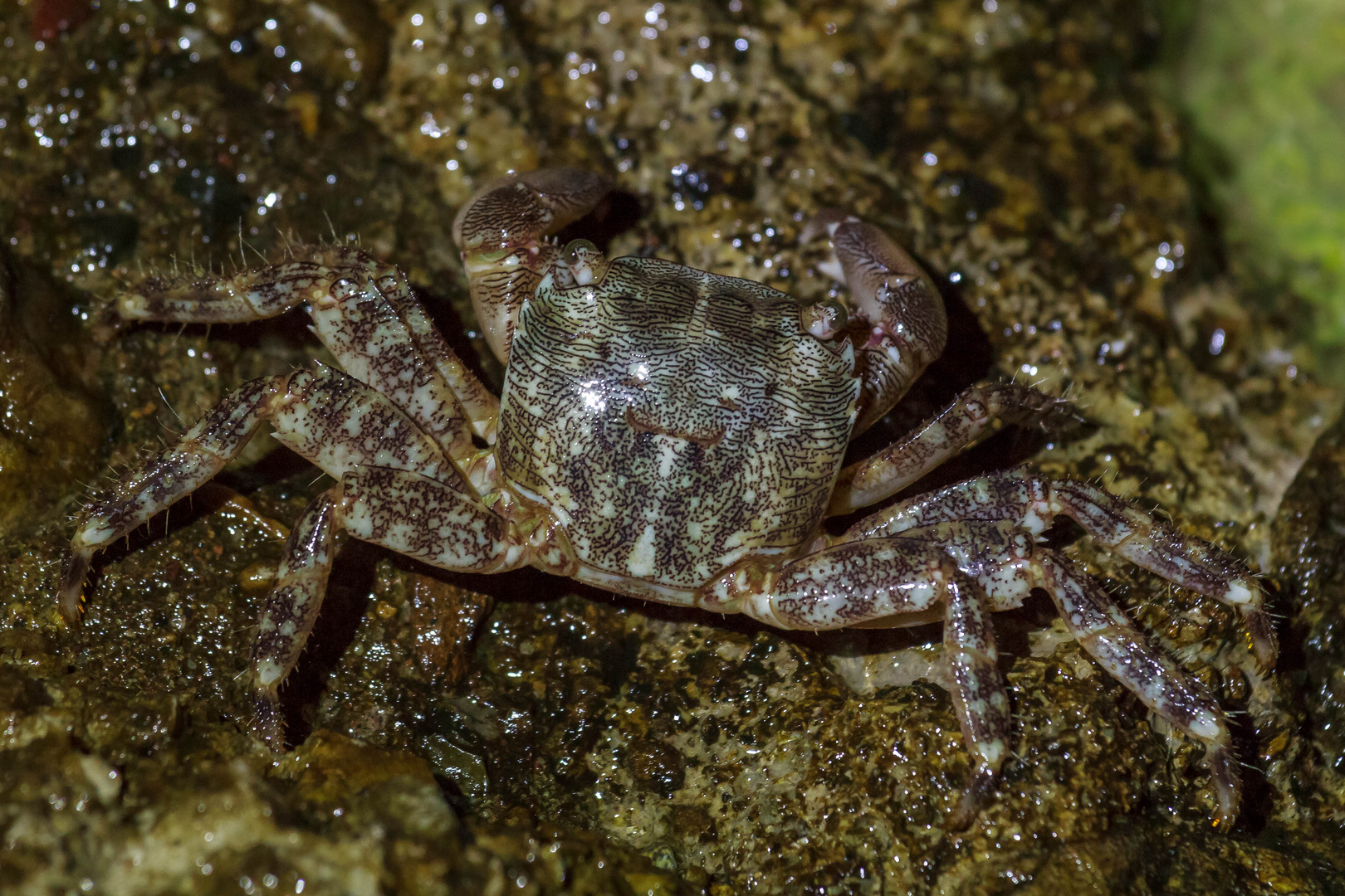 Krabby am Strand