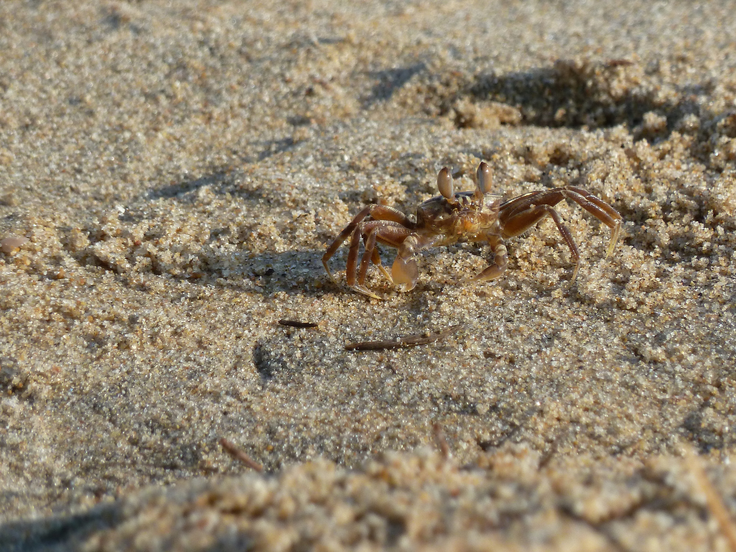 Krabe am Strand