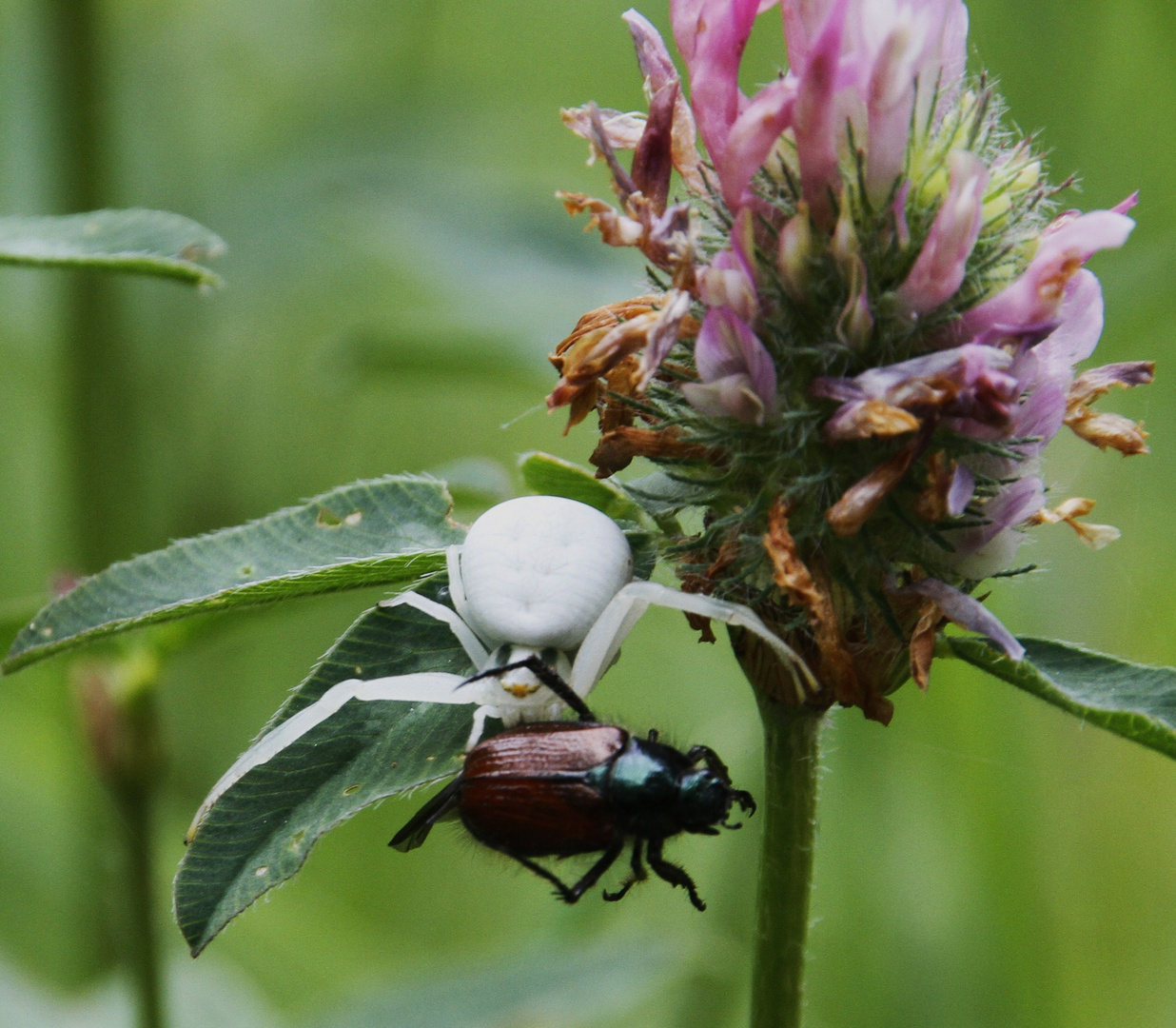 Krabenspinne fängt Julikäfer