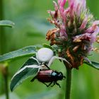 Krabenspinne fängt Julikäfer