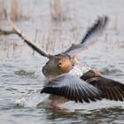 krach bei Familie Gans