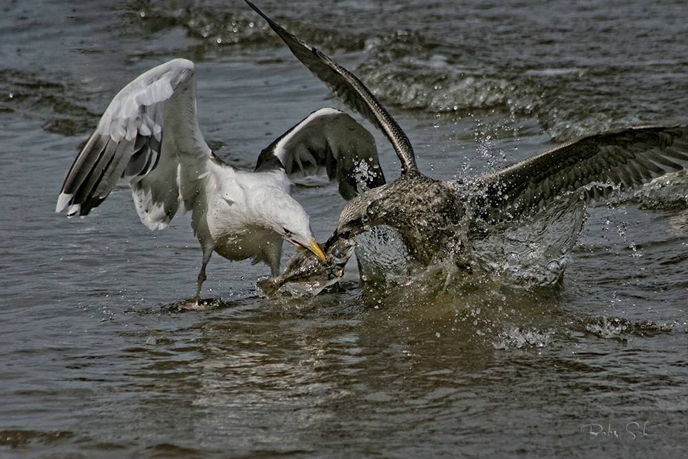 Kräfte messen