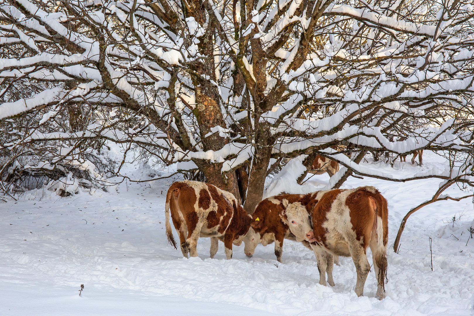 Kräfte messen: Weidekühe in der Rhön im Winter