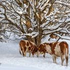 Kräfte messen: Weidekühe in der Rhön im Winter