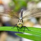 Kräfte sammeln für den ersten Flug