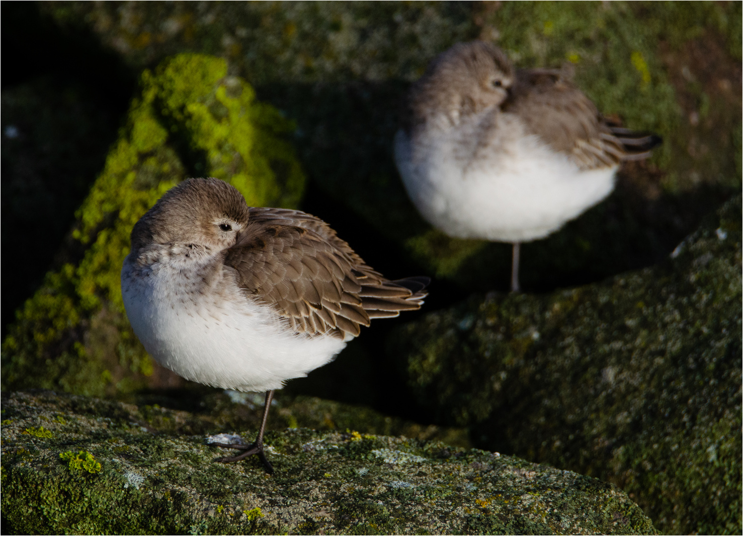 "Kräfte sparen!" ist die Devise der Alpenstrandläufer (Calidris alpina) . . .