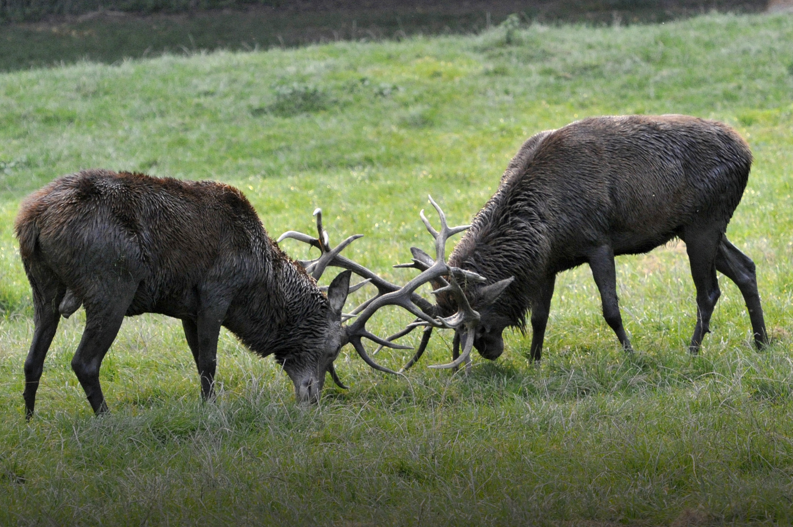 Kräftemessen