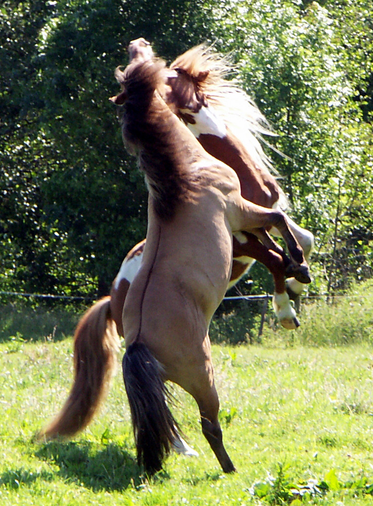 Kräftemessen