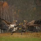 Kräftemessen in der Luft