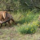 Kräftemessen zweier Füchse