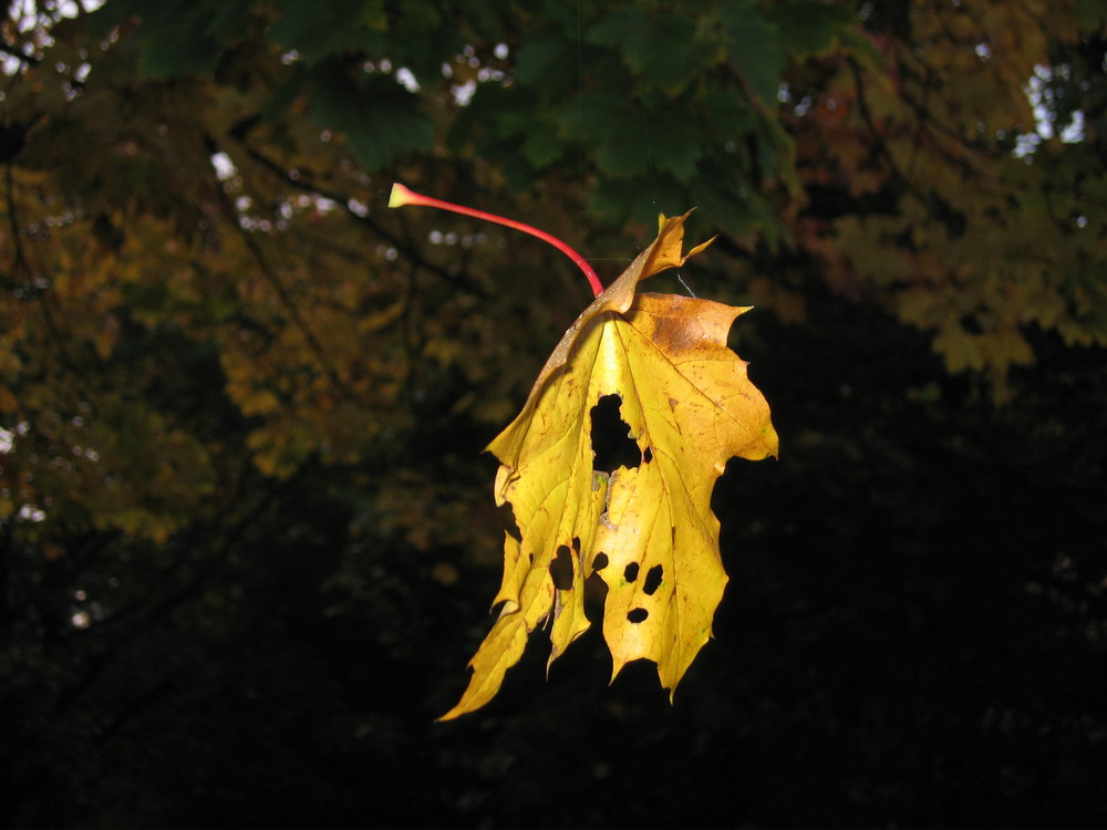 Kräfteverhältnisse in der Natur