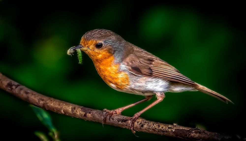 Kräftge Farbe für's Rote - Kehlchen